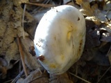 Hygrophorus chrysodon image