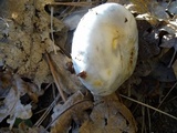 Hygrophorus chrysodon image