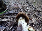 Suillus caerulescens image