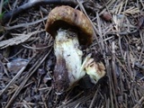 Suillus caerulescens image