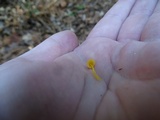 Mycena oregonensis image