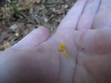 Mycena oregonensis image