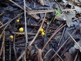 Mycena oregonensis image