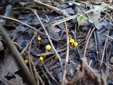 Mycena oregonensis image