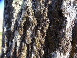 Melanelixia californica image