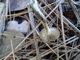 Clitocybe subditopoda image