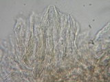 Pluteus exiguus image