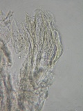 Pluteus exiguus image
