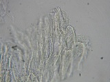 Pluteus exiguus image