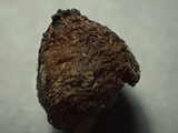 Pluteus exiguus image