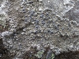 Tephromela atra var. atra image