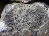Lecidea fuscoatra image
