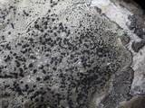 Lecidea fuscoatra image
