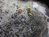 Lecidea fuscoatra image