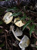 Hygrophorus chrysodon image