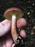 Tricholomopsis rutilans image