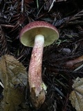 Tricholomopsis rutilans image