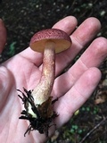 Tricholomopsis rutilans image