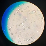 Tricholomopsis rutilans image