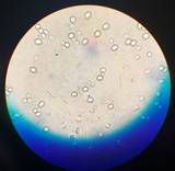Tricholomopsis rutilans image