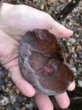 Auricularia angiospermarum image