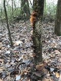 Auricularia angiospermarum image