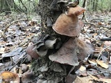 Auricularia angiospermarum image