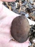 Auricularia angiospermarum image
