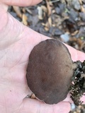 Auricularia angiospermarum image