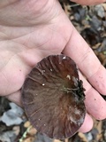 Auricularia angiospermarum image