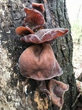 Auricularia angiospermarum image