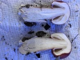 Lepiota roseolivida image