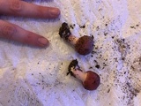 Lepiota roseolivida image