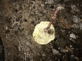 Lepiota roseolivida image