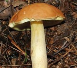 Boletus subglabripes image