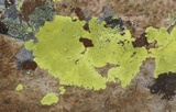 Pleopsidium flavum image