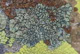 Lecanora sierrae image