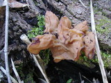 Gyromitra brunnea image