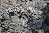 Parmelina coleae image