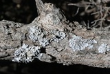 Parmelina coleae image