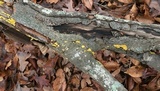 Trichoderma sulphureum image