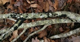 Trichoderma sulphureum image
