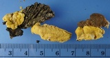Trichoderma sulphureum image