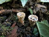Cyathus stercoreus image