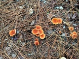 Laccaria bicolor image