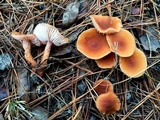 Laccaria bicolor image