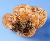 Laccaria bicolor image