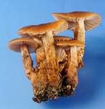 Laccaria bicolor image
