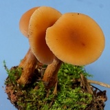 Laccaria bicolor image