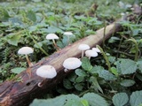 Hemimycena candida image